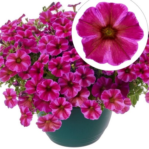 Petunia atkinsiana 'BeautiCal® Rose Star' - Petuunia 'BeautiCal® Rose Star' 